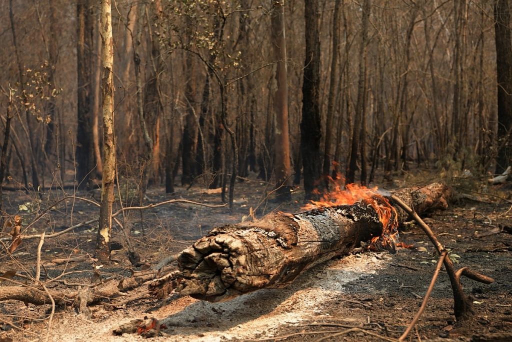 Ралли Австралии отменено из-за лесных пожаров